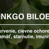 Ginkgo biloba