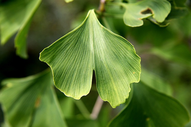 Ginkgo biloba - účinky