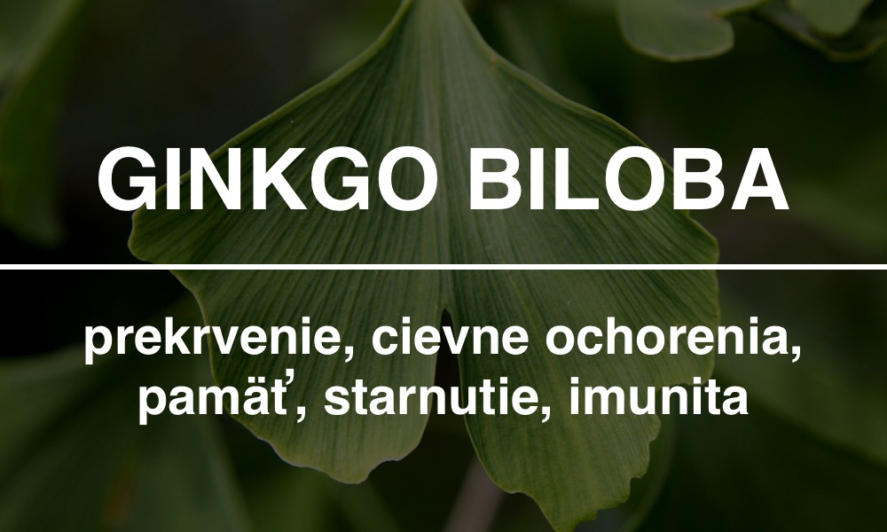 Ginkgo biloba